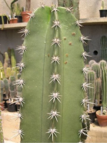 Pachycereus_grandis